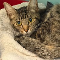 MELISSE, chatte à adopter