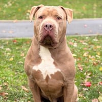 Tyson CAA16251, chien à adopter