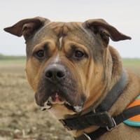 BAZOOKA, chien à adopter