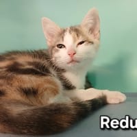 Reduc, chatte à adopter