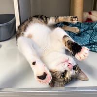 PRINCESSE, chatte à adopter
