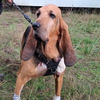 MIRABELLE, chienne à adopter