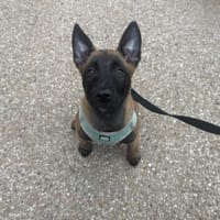 GINETTE PAA24480, chienne à adopter