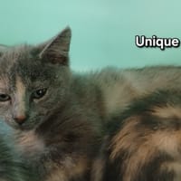 Unique, chatte à adopter