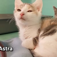 Astra, chatte à adopter