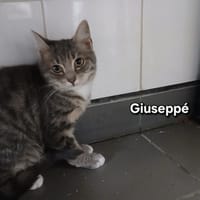 Giuseppe, chat à adopter