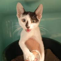 RIO C, chat à adopter