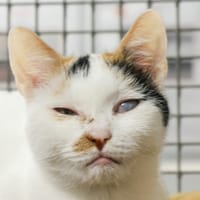 HORTENSIA, chatte à adopter