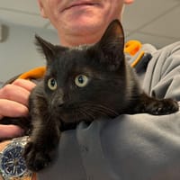 MIOU, chat à adopter