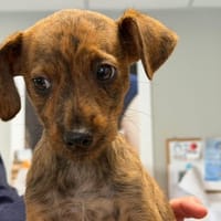 BAMBI, chien à adopter