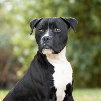 BORIS OAA20128, chien à adopter