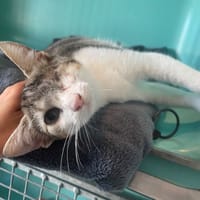 belle, chatte à adopter