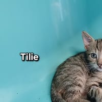 Tilie, chat à adopter