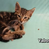 Yabou, chat à adopter