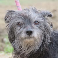 MANDARINE, chienne à adopter