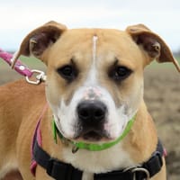 HOSHI, chien à adopter