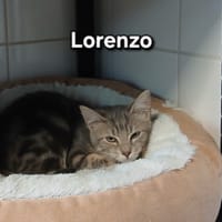 Lorenzo, chat à adopter
