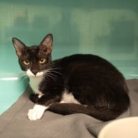 AIME C, chat à adopter
