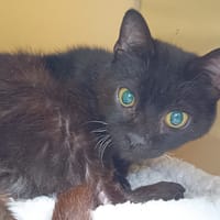 NIVORA C, chatte à adopter