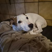 COOKIE, chien à adopter