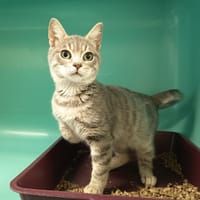 ARDWIN C, chat à adopter