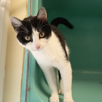 ELIA C, chatte à adopter