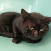 BISCUIT C, chat à adopter