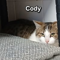 CODY, chat à adopter
