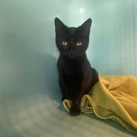 pomme, chatte à adopter