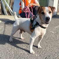 hunter, chien à adopter