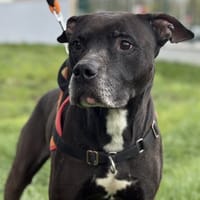 TYSON, chien à adopter
