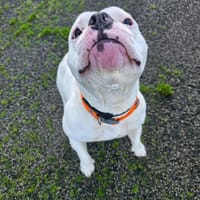 Vanille, chienne à adopter
