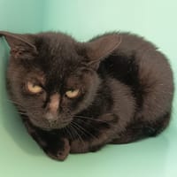 NIKITA C, chatte à adopter