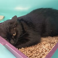 FLOR C, chatte à adopter