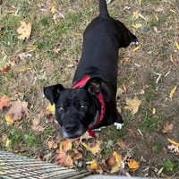 KALI OAA20180, chienne à adopter