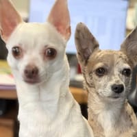 PERLE ET PIPPA, chienne à adopter