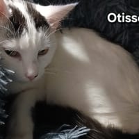 OTISSE, chatte à adopter