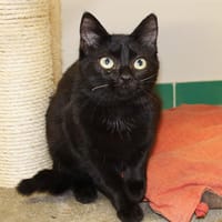MALOUE PAB19345, chatte à adopter