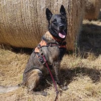 nina, chienne à adopter