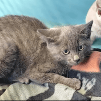 Jack, chat à adopter