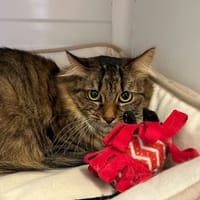 POUSSINETTE, chatte à adopter