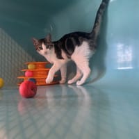 babi, chat à adopter