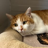 SURIMI, chat à adopter