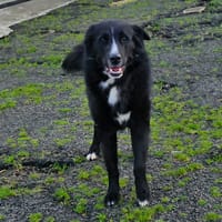 Beethoven, chien à adopter