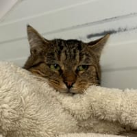 FABRICE, chat à adopter