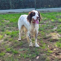 léon, chien à adopter