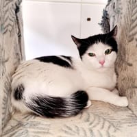Pénélopi, chatte à adopter