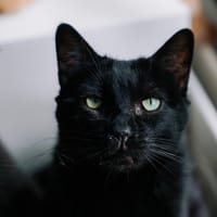 BOZE, chat à adopter