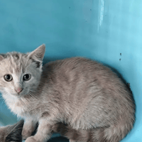 ROSE, chatte à adopter