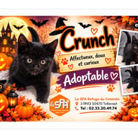 CRUNCH réservé, chat à adopter